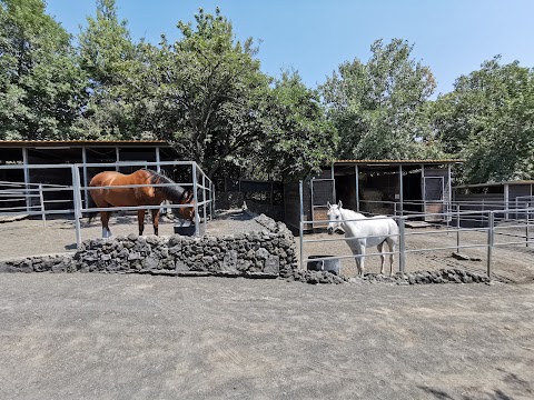 Horses Land Vesuvio