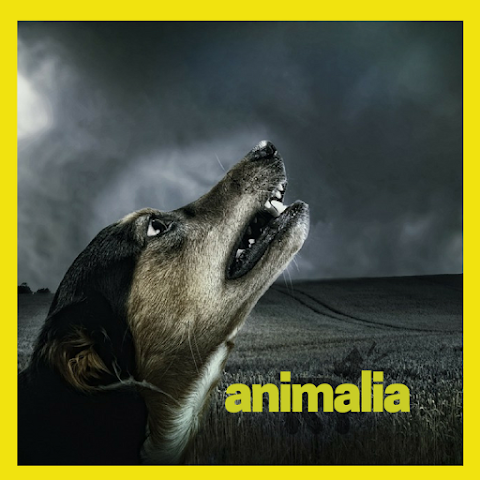 Animalia - Toelettatura Napoli