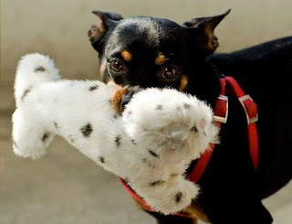 Ambulatorio Veterinario Associati Dei Dott. Lionello E Dott. Anselmi