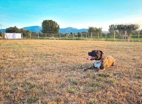 Centro Cinofilo L'Essenza del Cane A.S.D.