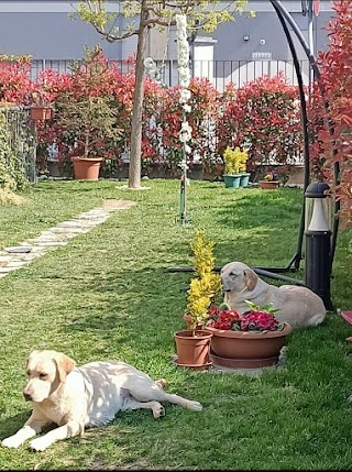 Leo.and.dogs (Dogsitter e compagnia)