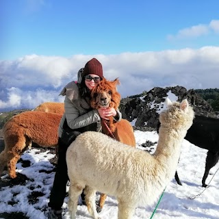 Alpaca trekking etna nord