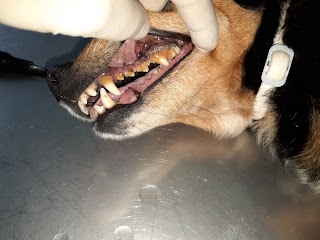 Ambulatorio Veterinario Furnari Dott. Angelo