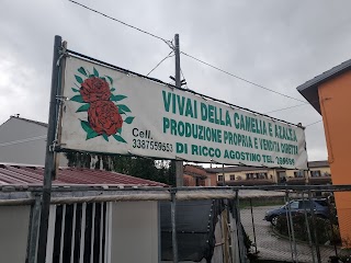 Vivai della camelia e azalea