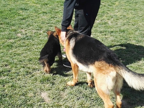 Dog Park La Reggia di Luisa Buonanno