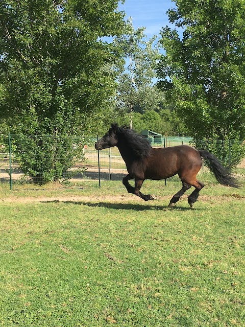 Centro Equestre La Luna Nuova Asd