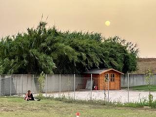 centro cinofilo meravigliosa vita da cani