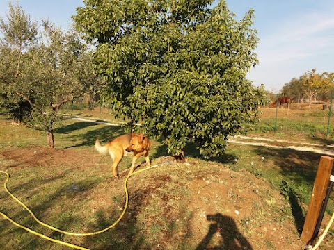 Pensione Cani in Vacanza