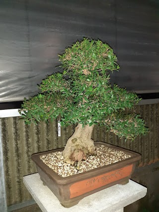 Vivaio bonsai ACE