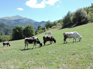 Azienda Agricola El Pian