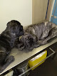 Foto di Centro Veterinario Puntese Dott.ssa Fabroni Maria Laura - Via Roma 84, San Giovanni La Punta (CT), Italia