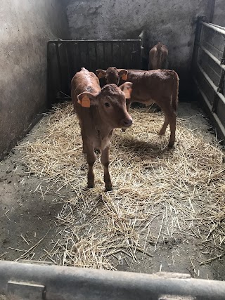 Fattoria Didattica - La Farosa