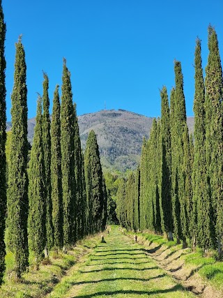 Az. agricola Piano di Casciana