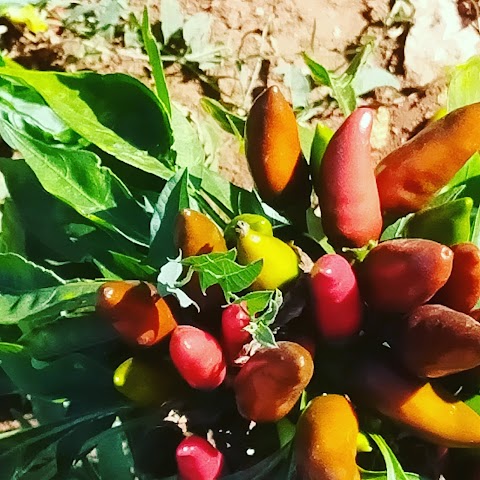 Il Peperoncino di Torre Santa Susanna