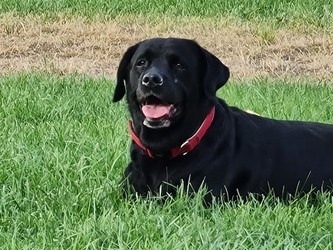 Ambulatorio Veterinario Arca Di Noe' Carlucci Dr. Pasquale