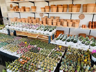 Zucchini Garden