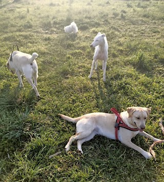 Leo.and.dogs (Dogsitter e compagnia)