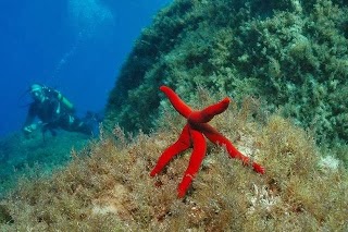 Diving Center Saracen Vulcano