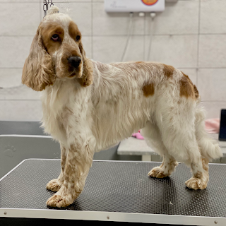 Toelettatura per gatti e cani Palle di pelo - pet shop a Buttrio