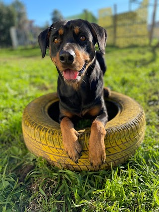 Cani Strani Centro Cinofilo (Acerra)