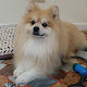 Foto di My Little Dog - Via Dalmazia 54, Viterbo (VT), Italia