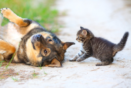 Pet Shop Store Alimenti ed Accessori per cani e gatti OnLine