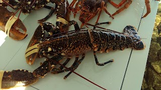 Le Delizie Del Mare di Campitelli Gianluca