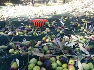 Orti di Sicilia