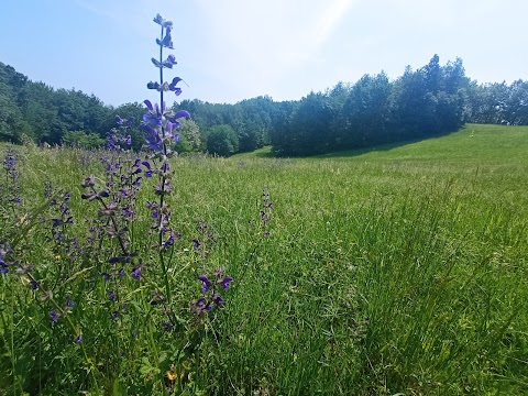 Parco Di Roncolo