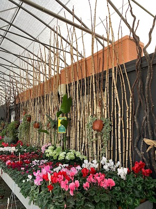 ALBA VIVAI di Colombano - Produzione e Vendita piante e fiori da giardino e balcone.