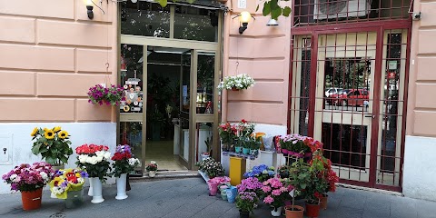 Fiori e piante