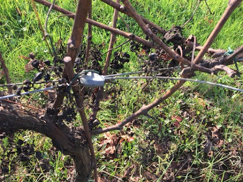 Milanti Gentile - I grandi vini toscani