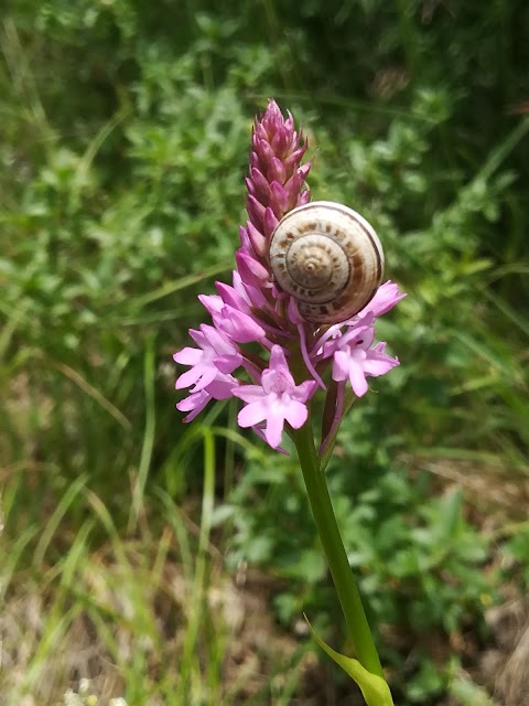 Sentiero Naturalistico del Boschetto