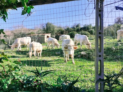 DIMORA IL CAMALEONTE, casale tra Mare e Monti