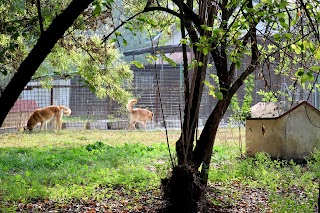 Gruppo Zoofilo Carpigiano