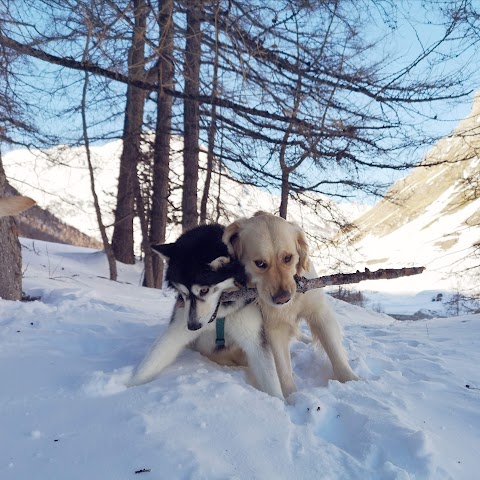 Dogsitting - Garderie et Promenade pour chiens - Sanka et Compagnie