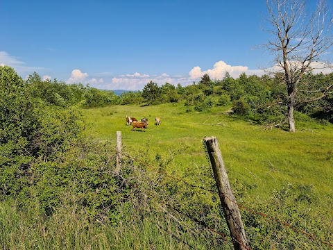 Passo del Mercatello - mt 1060