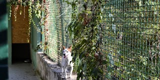 PENSIONE PER CANI E GATTI - ZOO 2001