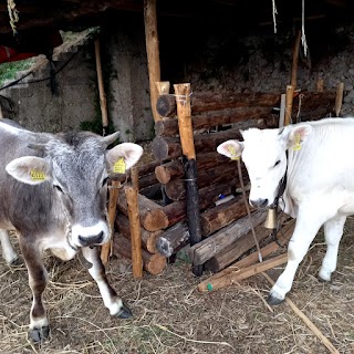 Ambulatorio Veterinario Dr. Benedetto Domenico