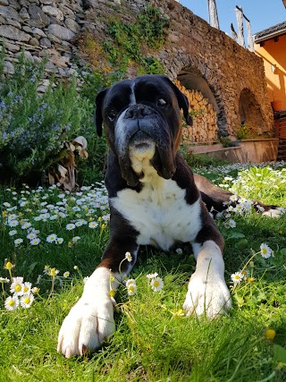 Centro Veterinario Al Piano