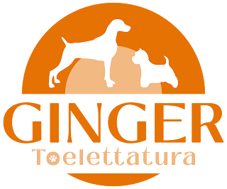 Ginger Toelettatura