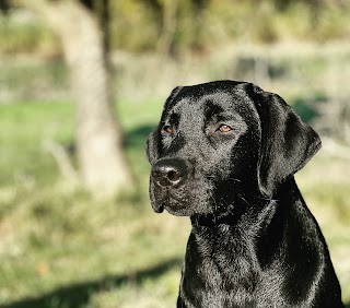 Allevamento Amatoriale Labrador Joy Wave Labradors