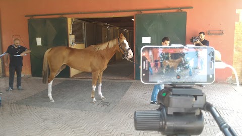 Ciampoli Dr. Raffaello Clinica Veterinaria Il Ceppo Equine Hospital