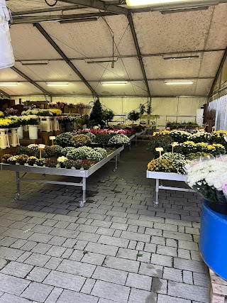 Mondo Dei Fiori-Consegna fiori Monza a domicilio - Fioraio - Flower shop Monza, delivery service