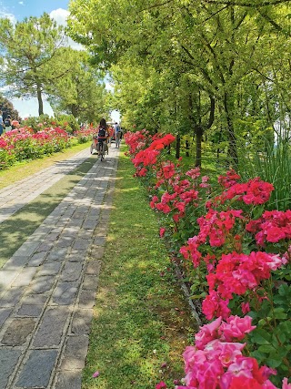 Viale delle Rose