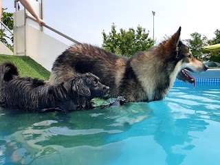 Piscina per Cani Tabui