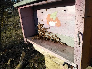 Azienda agricola I Tigli apiario didattico
