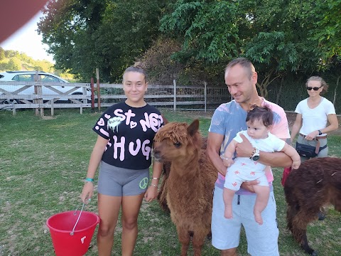 Trekking con alpaca e lama