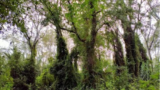 Oasi Wwf Bosco Pantano