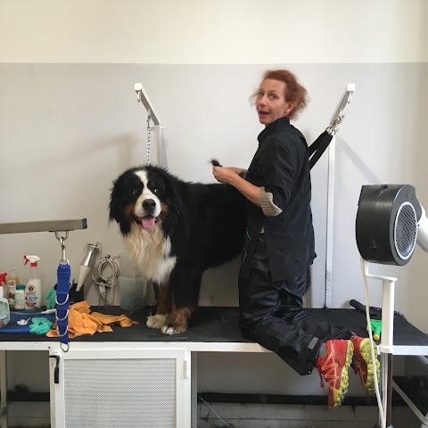 Foto di Wash the Dog - Via Giovanni Acerbi 39, Mantova (MN), Italia